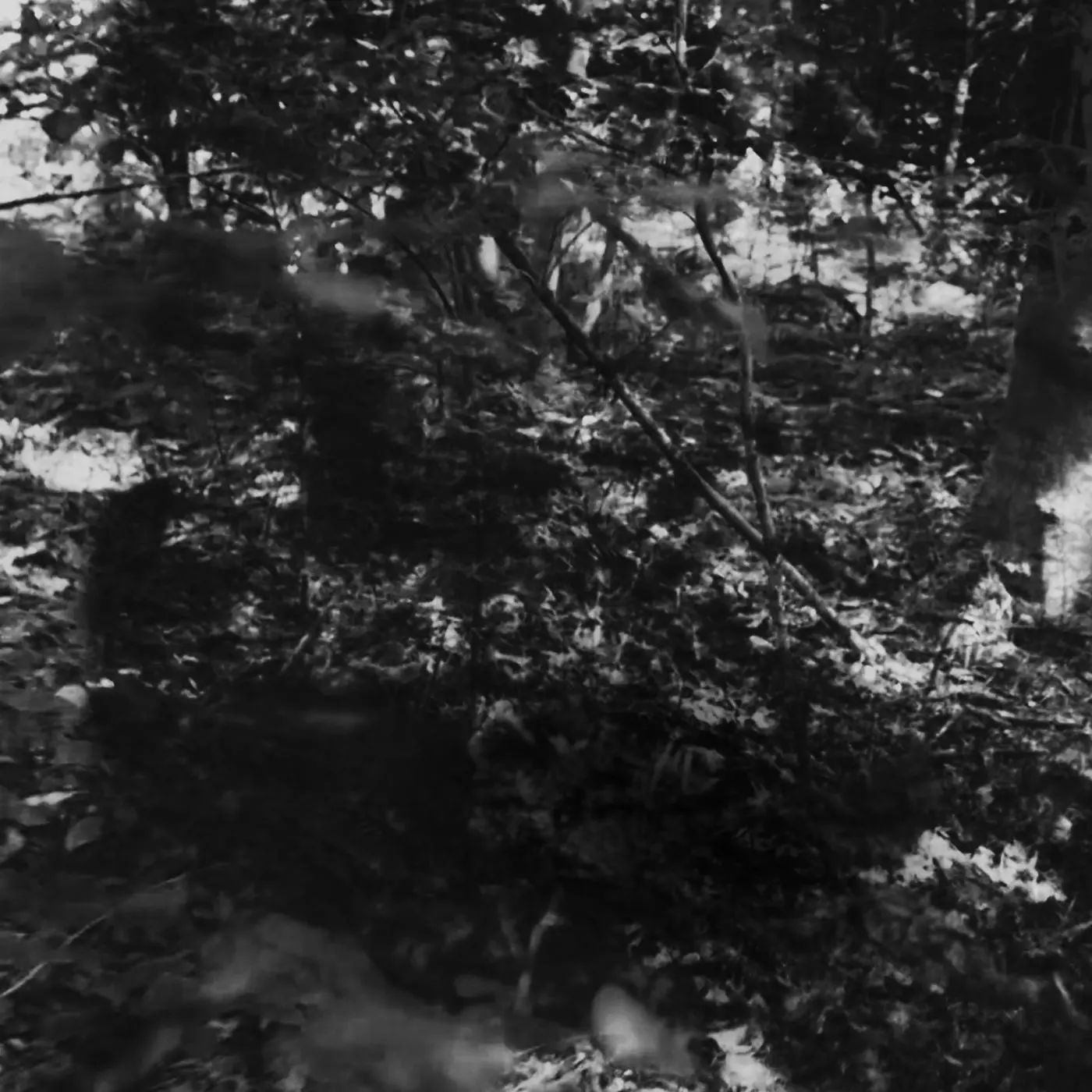 Expedition (echolot003)